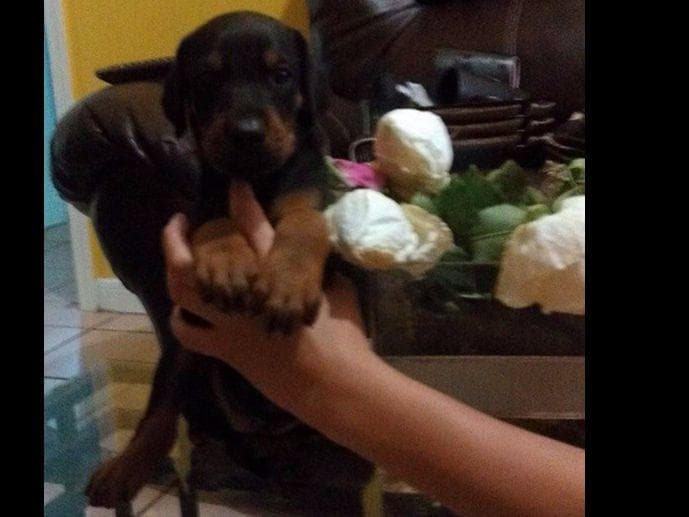 Doberman Pinscher Puppies breeder image 22