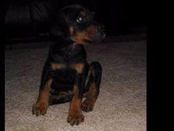 Doberman Pinscher Puppies breeder image 23