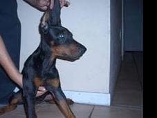 Doberman Pinscher Puppies breeder image 24
