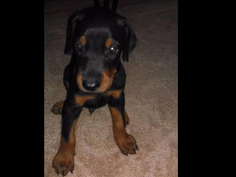 Doberman Pinscher Puppies breeder image 25