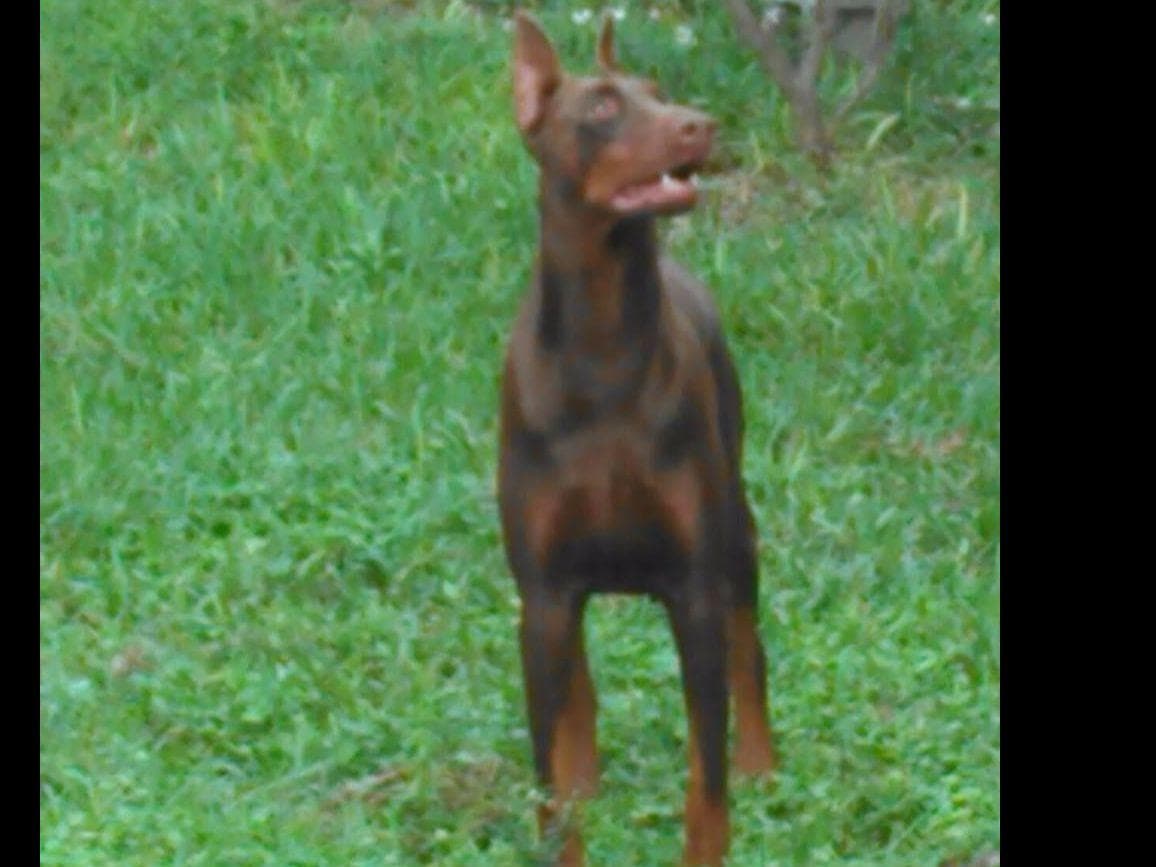 Doberman Pinscher Puppies breeder image 26