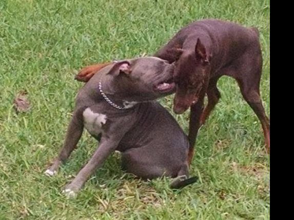 Doberman Pinscher Puppies breeder image 27