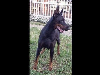 Doberman Pinscher Puppies breeder image 28