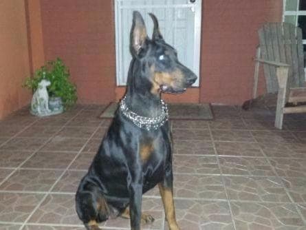 Doberman Pinscher Puppies breeder image 29