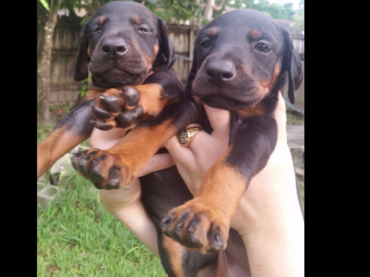 Doberman Pinscher Puppies breeder image 30