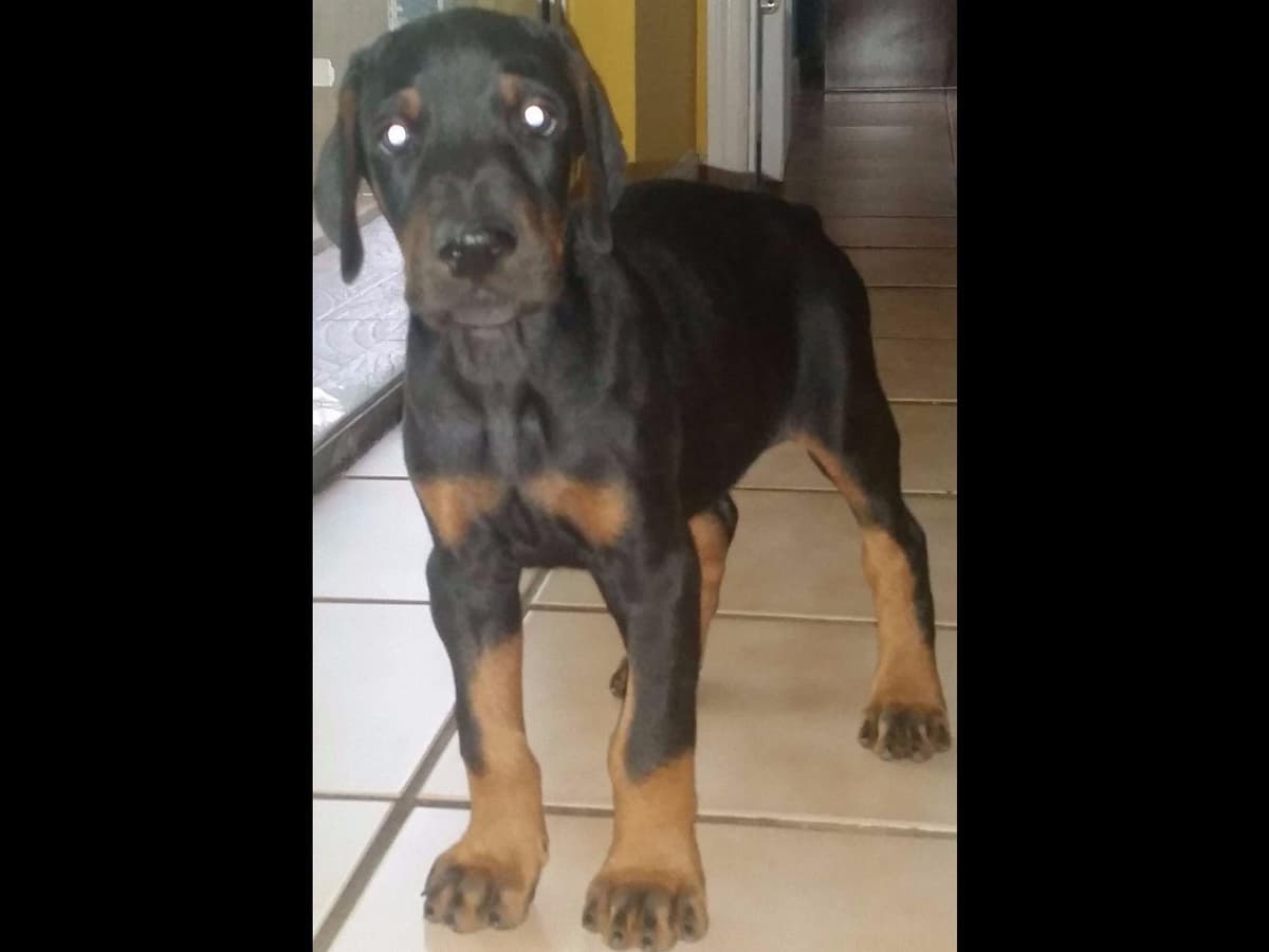 Doberman Pinscher Puppies breeder image 31