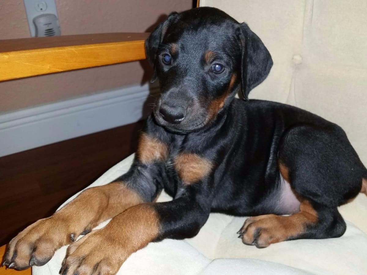 Doberman Pinscher Puppies breeder image 32