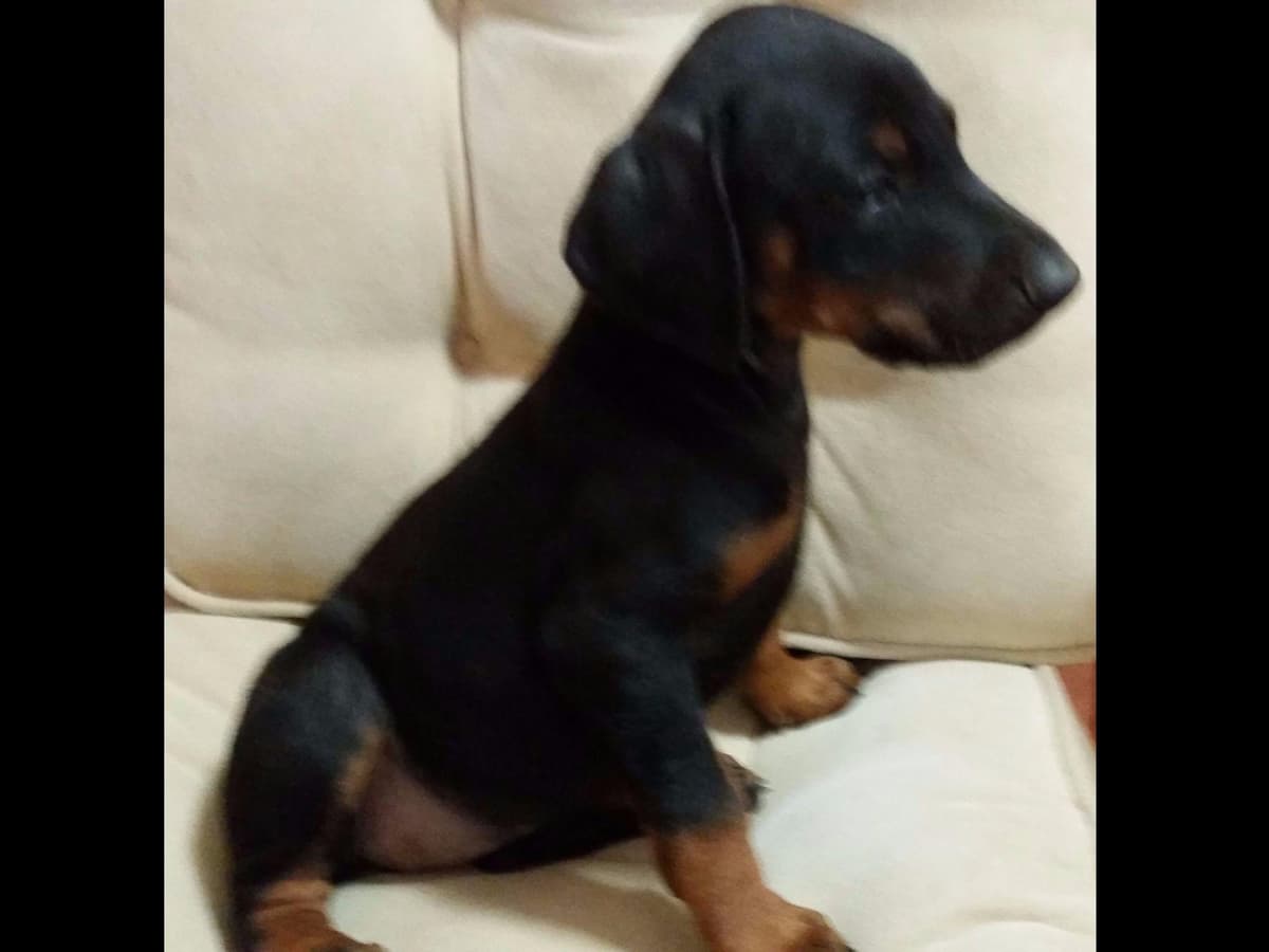 Doberman Pinscher Puppies breeder image 33