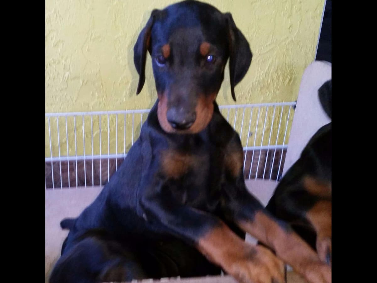 Doberman Pinscher Puppies breeder image 34