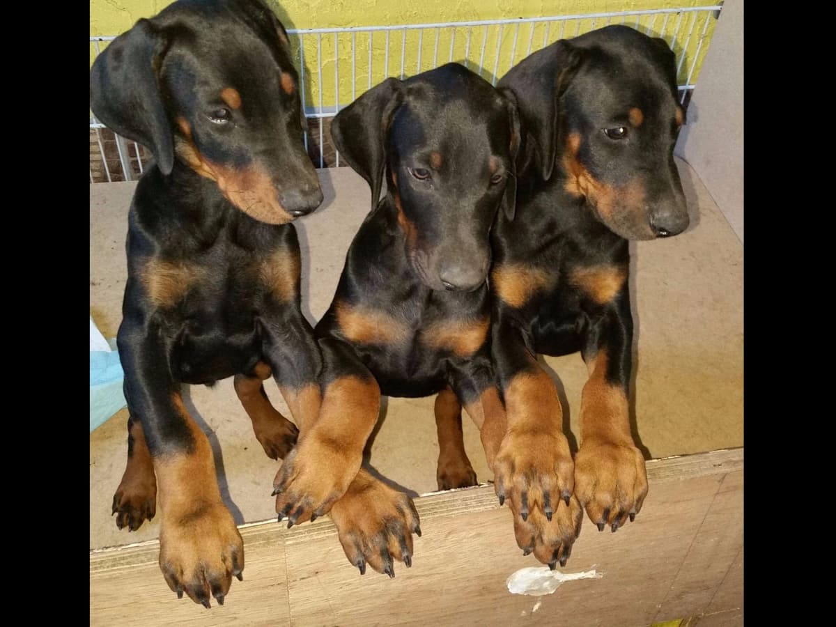 Doberman Pinscher Puppies breeder image 35