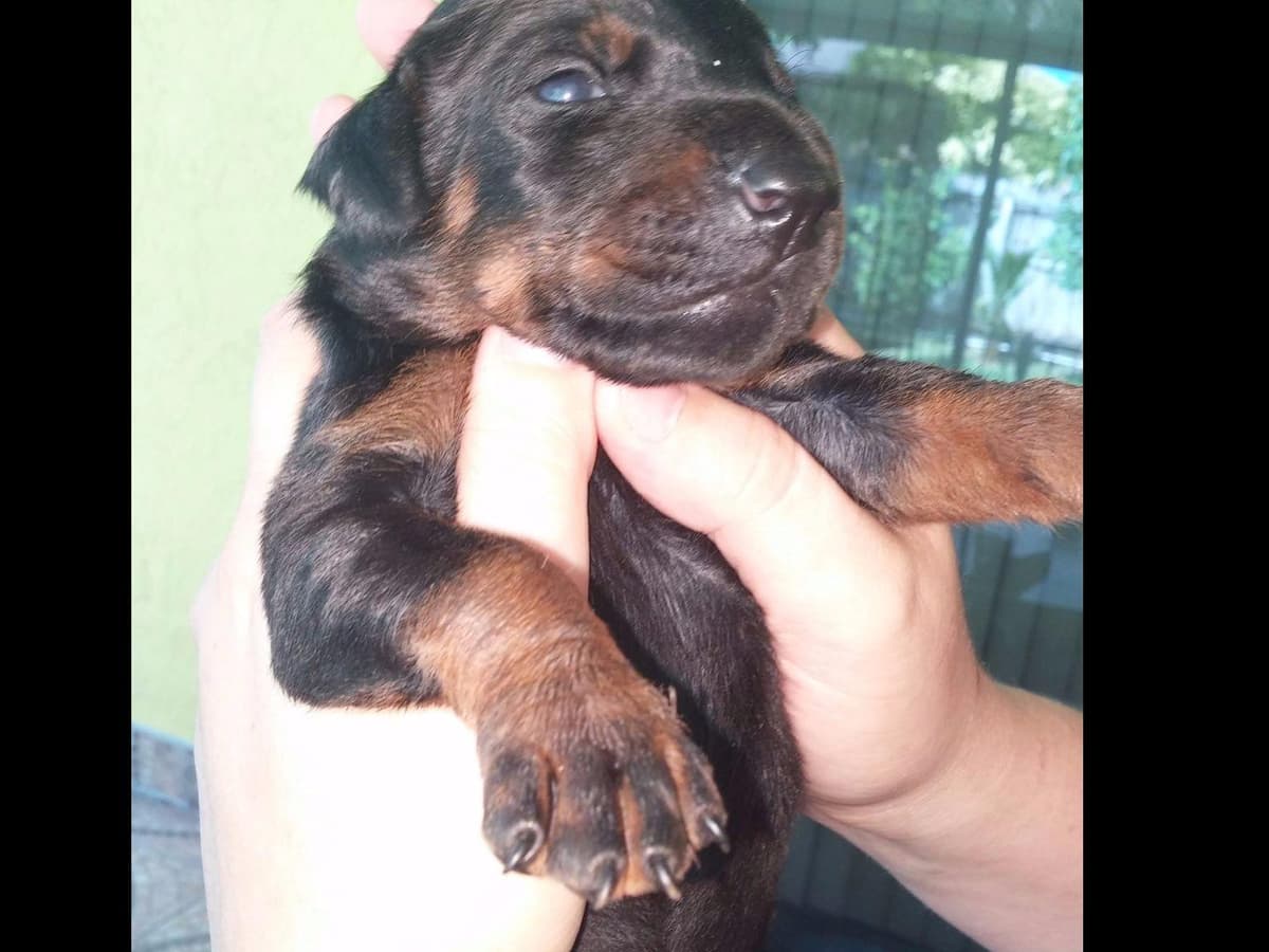 Doberman Pinscher Puppies breeder image 36