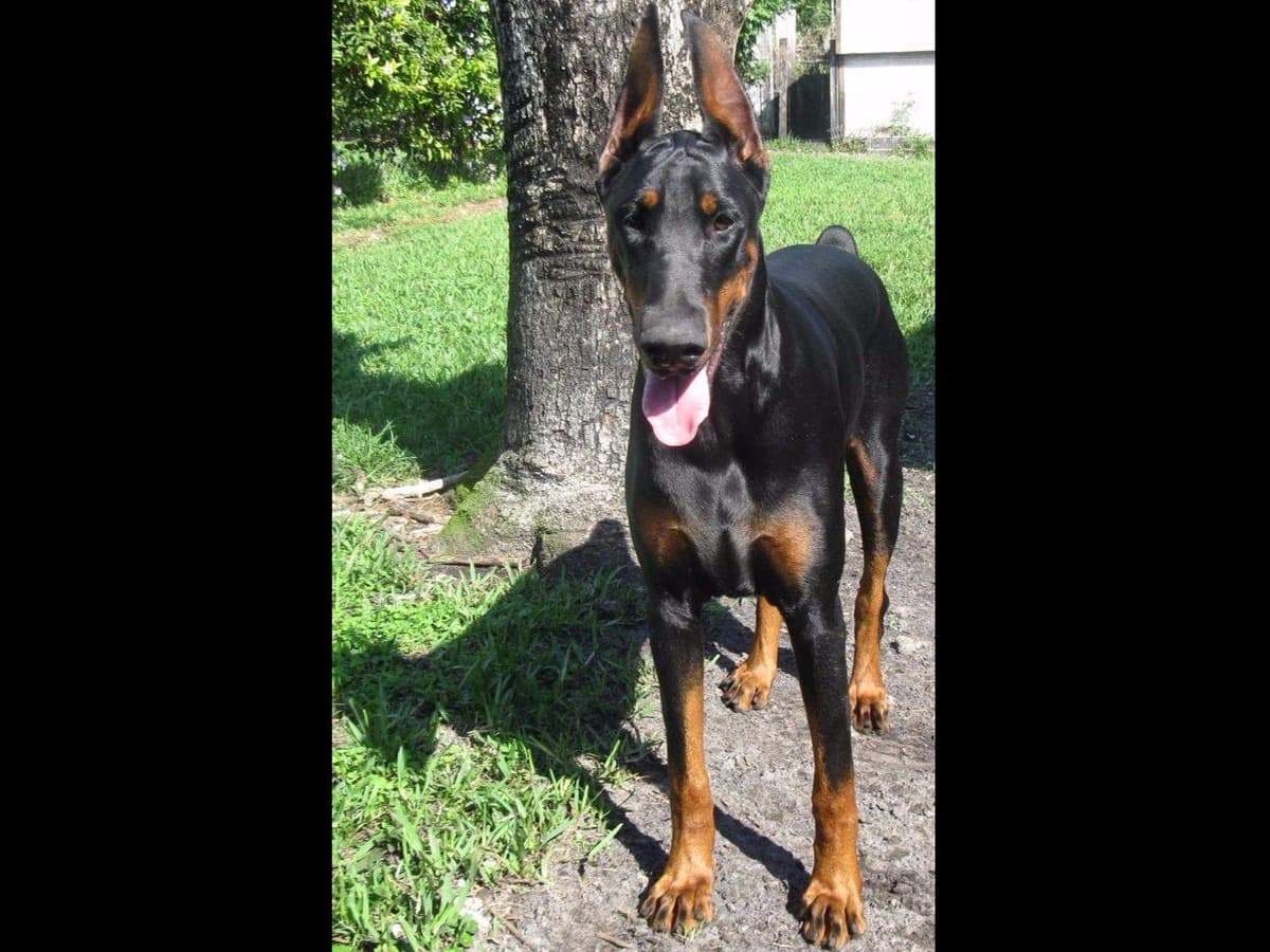 Doberman Pinscher Puppies breeder image 37