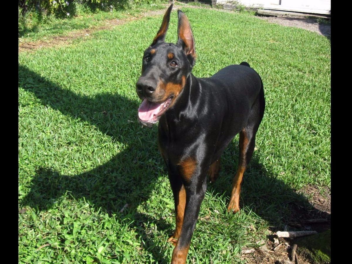 Doberman Pinscher Puppies breeder image 38