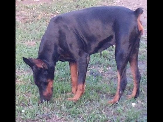 Doberman Pinscher Puppies breeder image 39