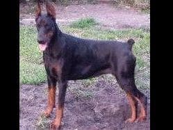 Doberman Pinscher Puppies breeder image 40