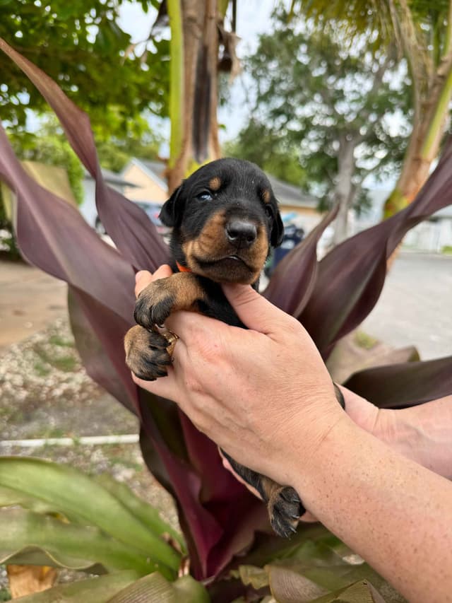 Doberman Pinscher Puppies media 2