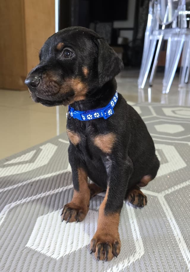 Doberman Pinscher Puppies media 4