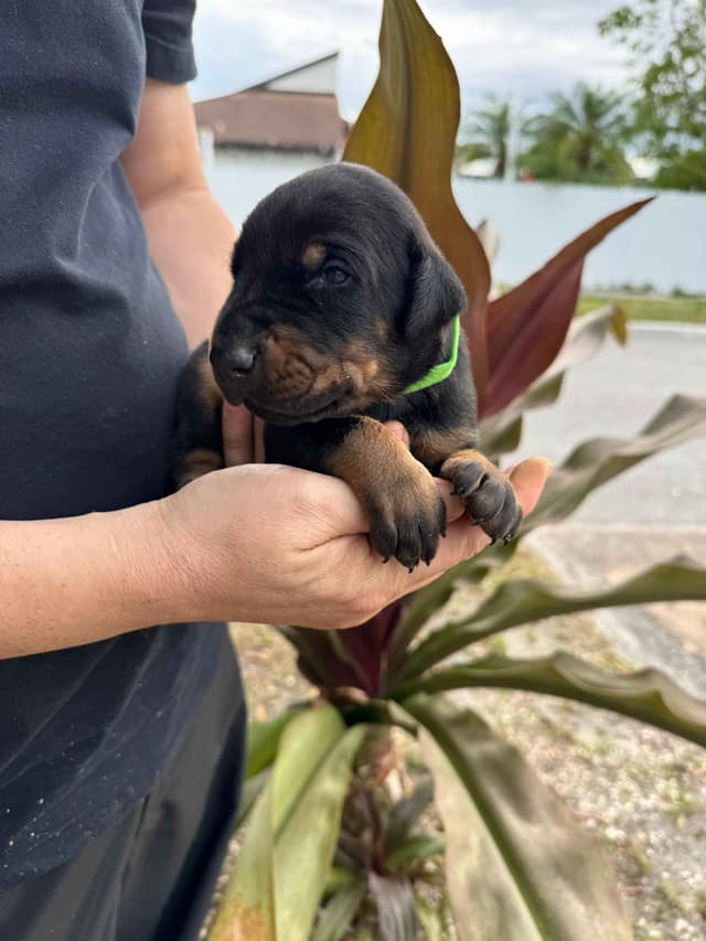 Doberman Pinscher Puppies media 6