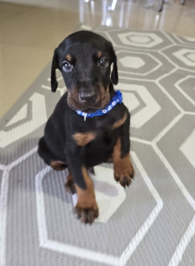 Doberman Pinscher Puppies media 7