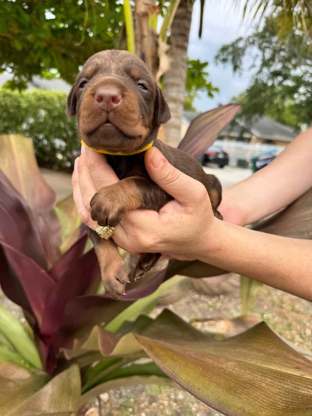 Doberman Pinscher Puppies media 8