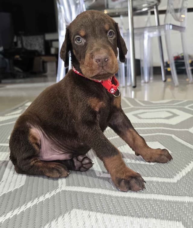 Doberman Pinscher Puppies media 9