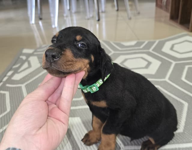 Doberman Pinscher Puppies media 10