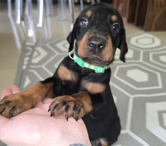 Doberman Pinscher Puppies media 11