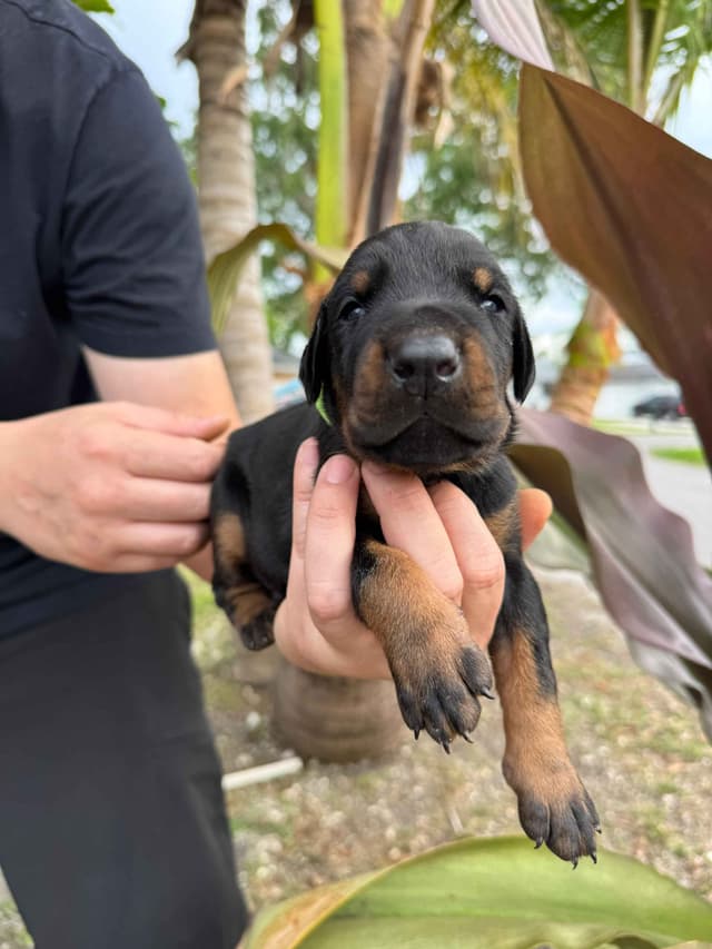 Doberman Pinscher Puppies media 12
