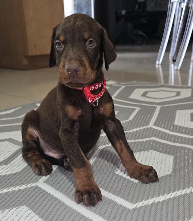 Doberman Pinscher Puppies media 13