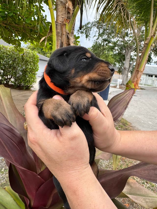 Doberman Pinscher Puppies media 14
