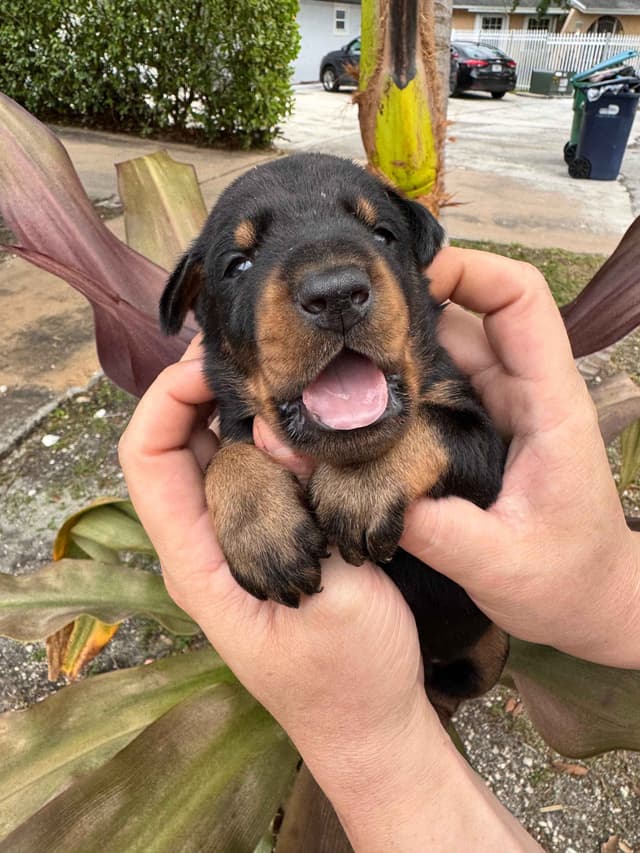 Doberman Pinscher Puppies media 15