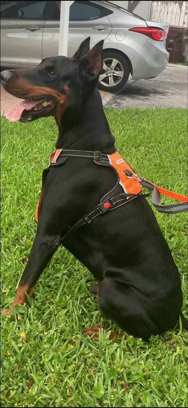 Doberman Pinscher Puppies media 16