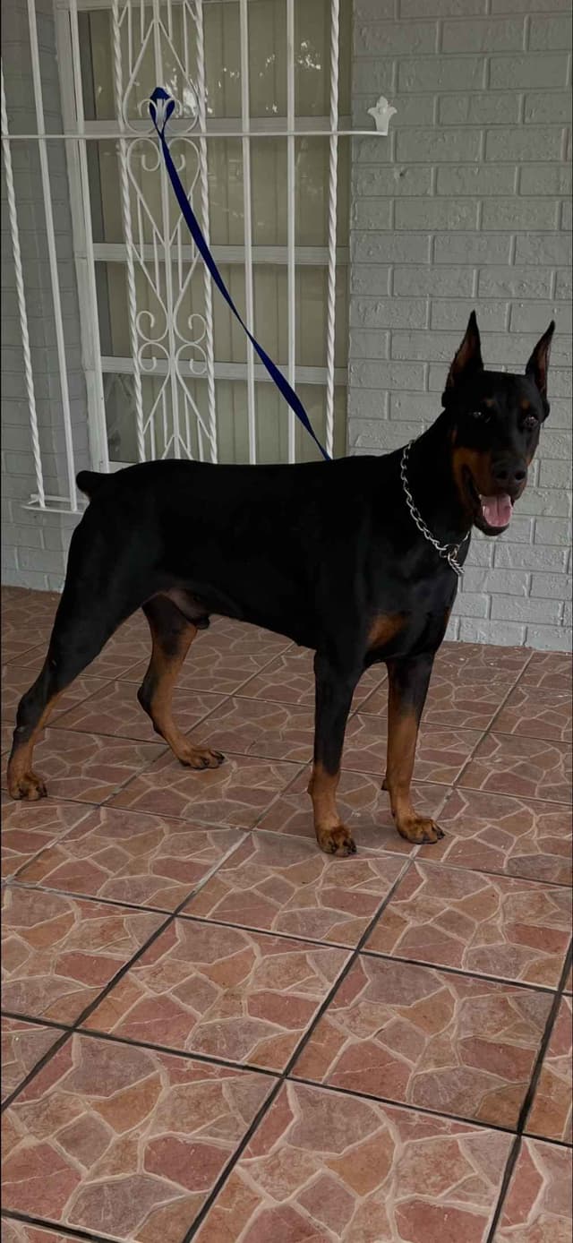 Doberman Pinscher Puppies media 17