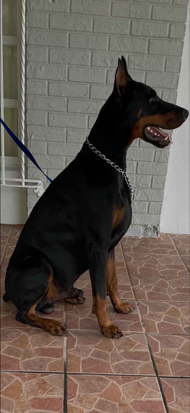 Doberman Pinscher Puppies media 18