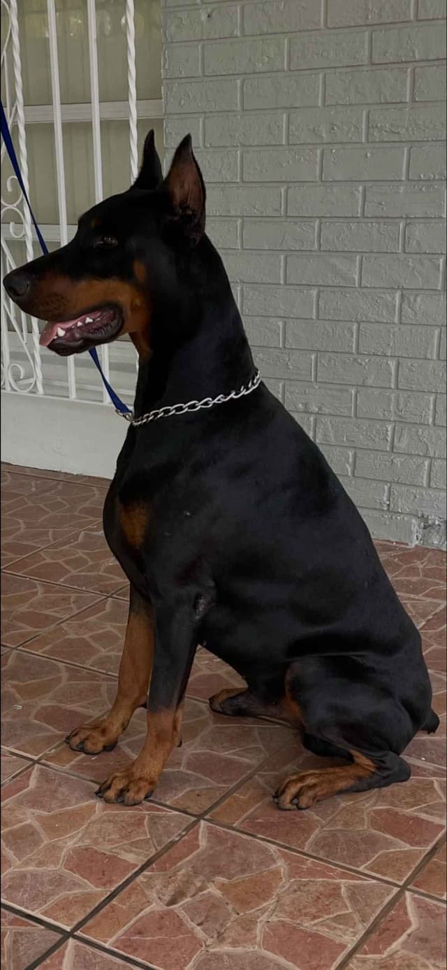 Doberman Pinscher Puppies media 19