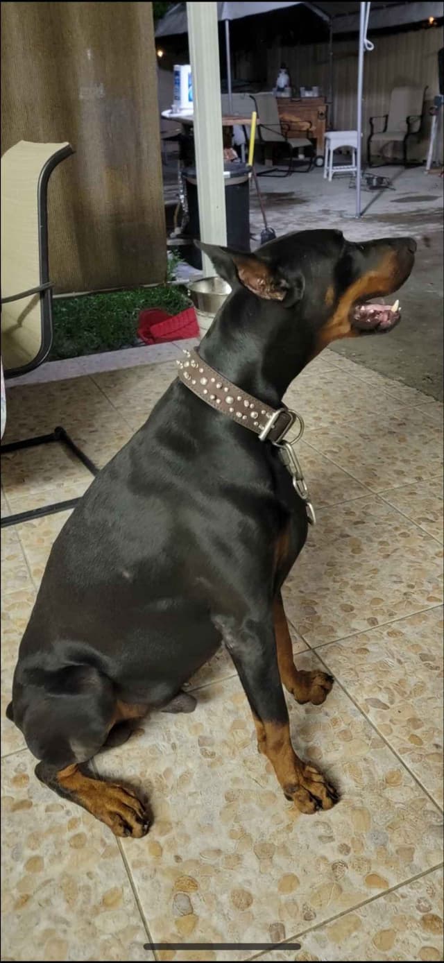 Doberman Pinscher Puppies media 20