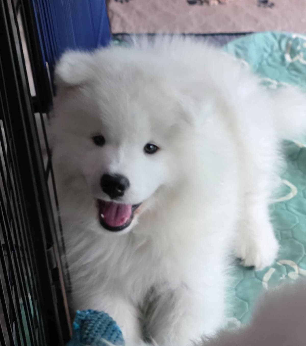 Samoyed Puppies breeder image 1