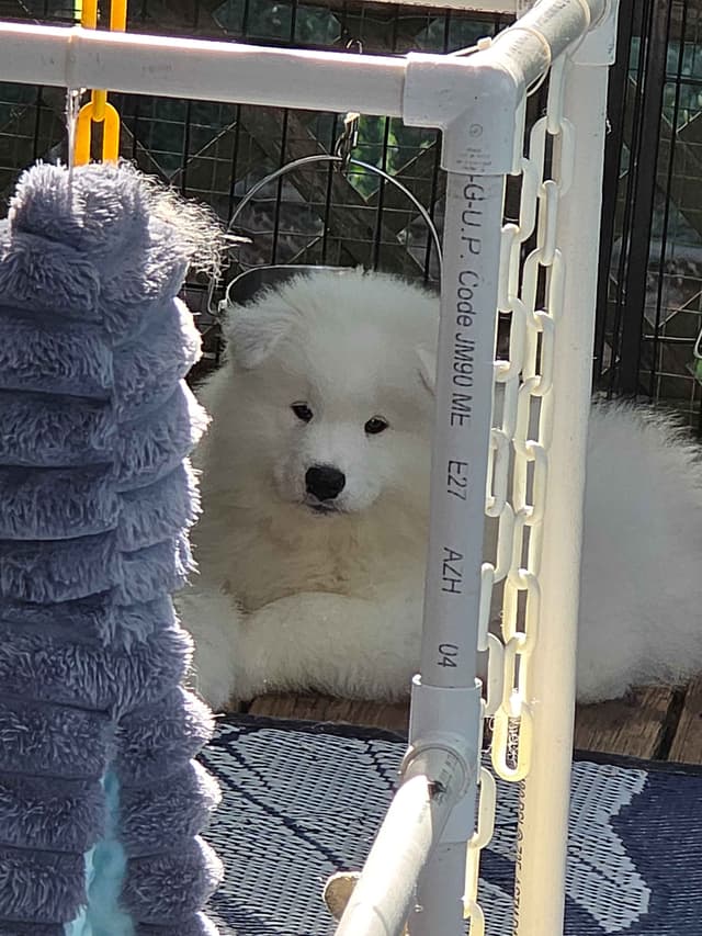 Samoyed Puppies media 2