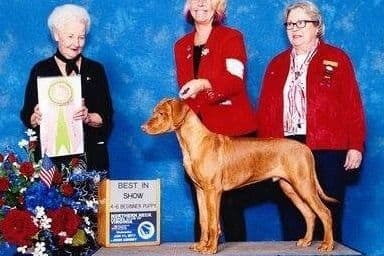 Rhodesian Ridgeback Puppies breeder image 8