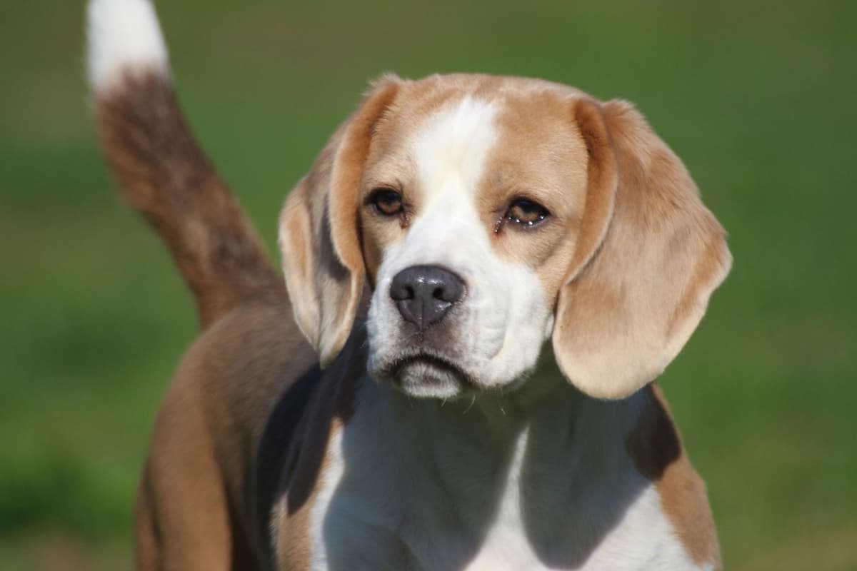 Rhodesian Ridgeback Puppies breeder image 6