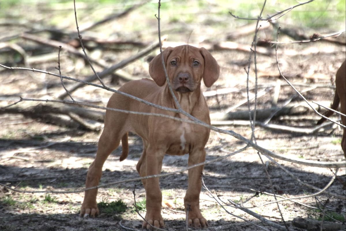 Rhodesian Ridgeback Puppies breeder image 5