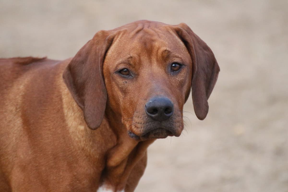 Rhodesian Ridgeback Puppies breeder image 4