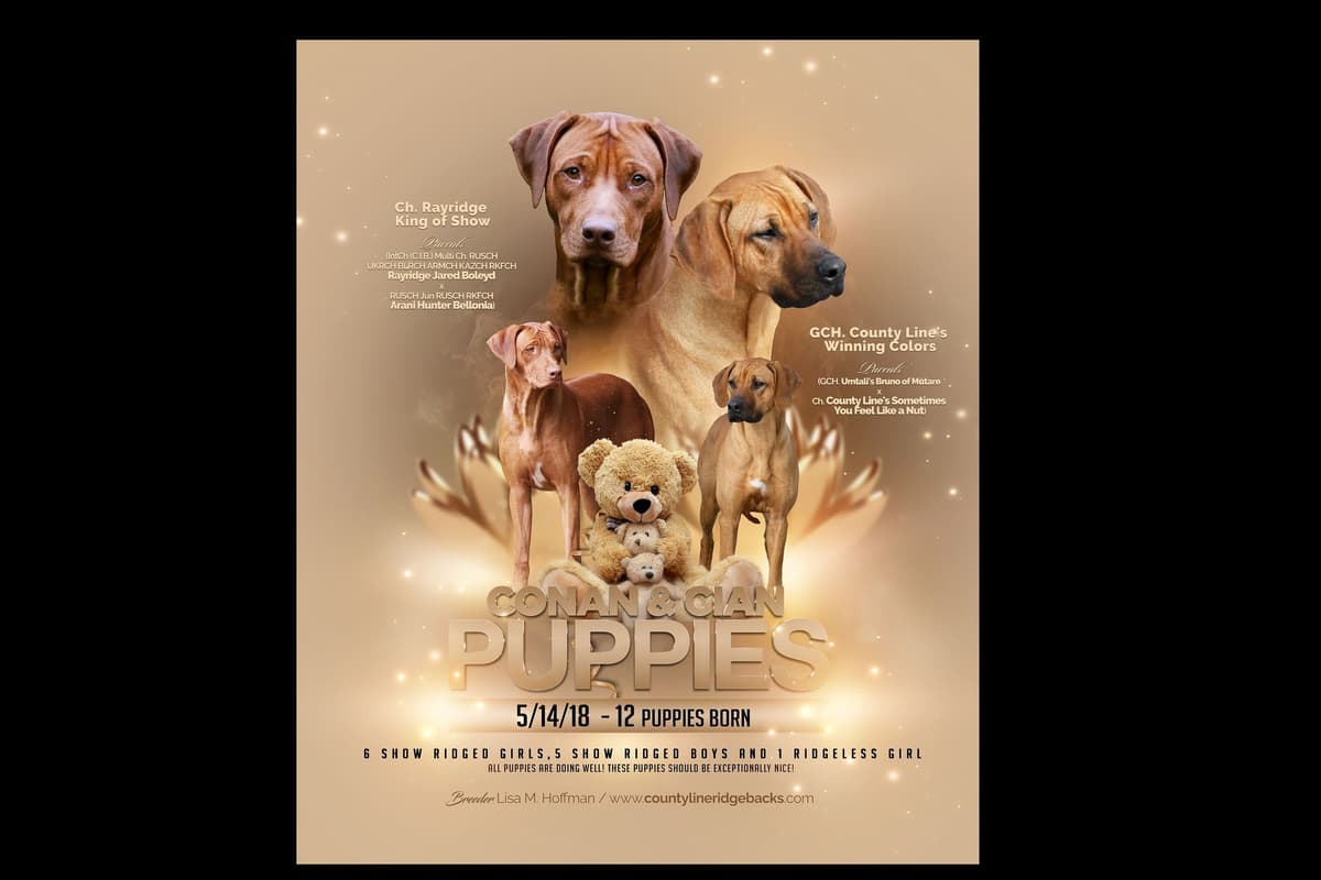 Rhodesian Ridgeback Puppies breeder image 3