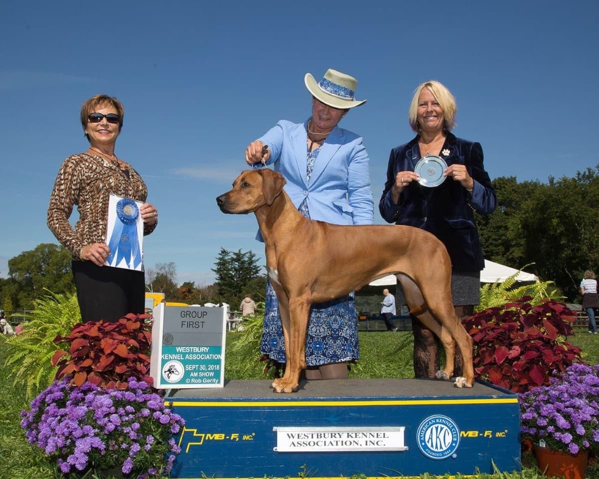 Rhodesian Ridgeback Puppies breeder image 9
