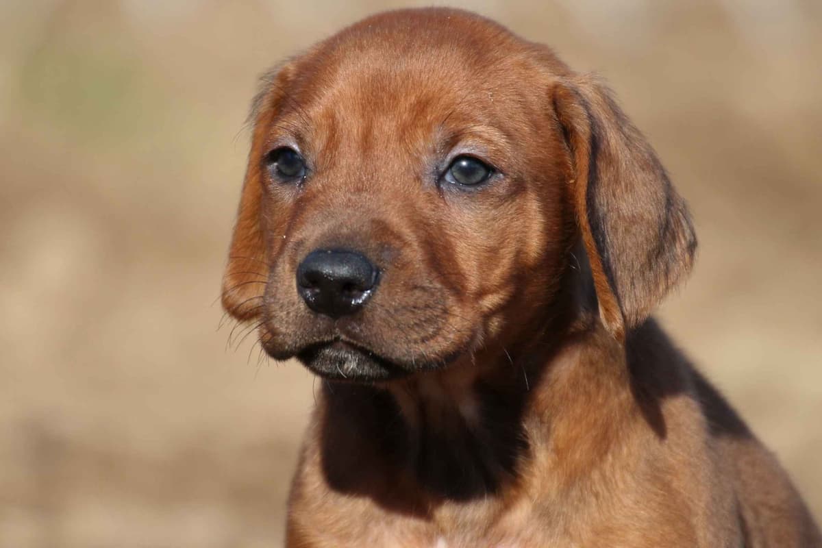 Rhodesian Ridgeback Puppies breeder image 11