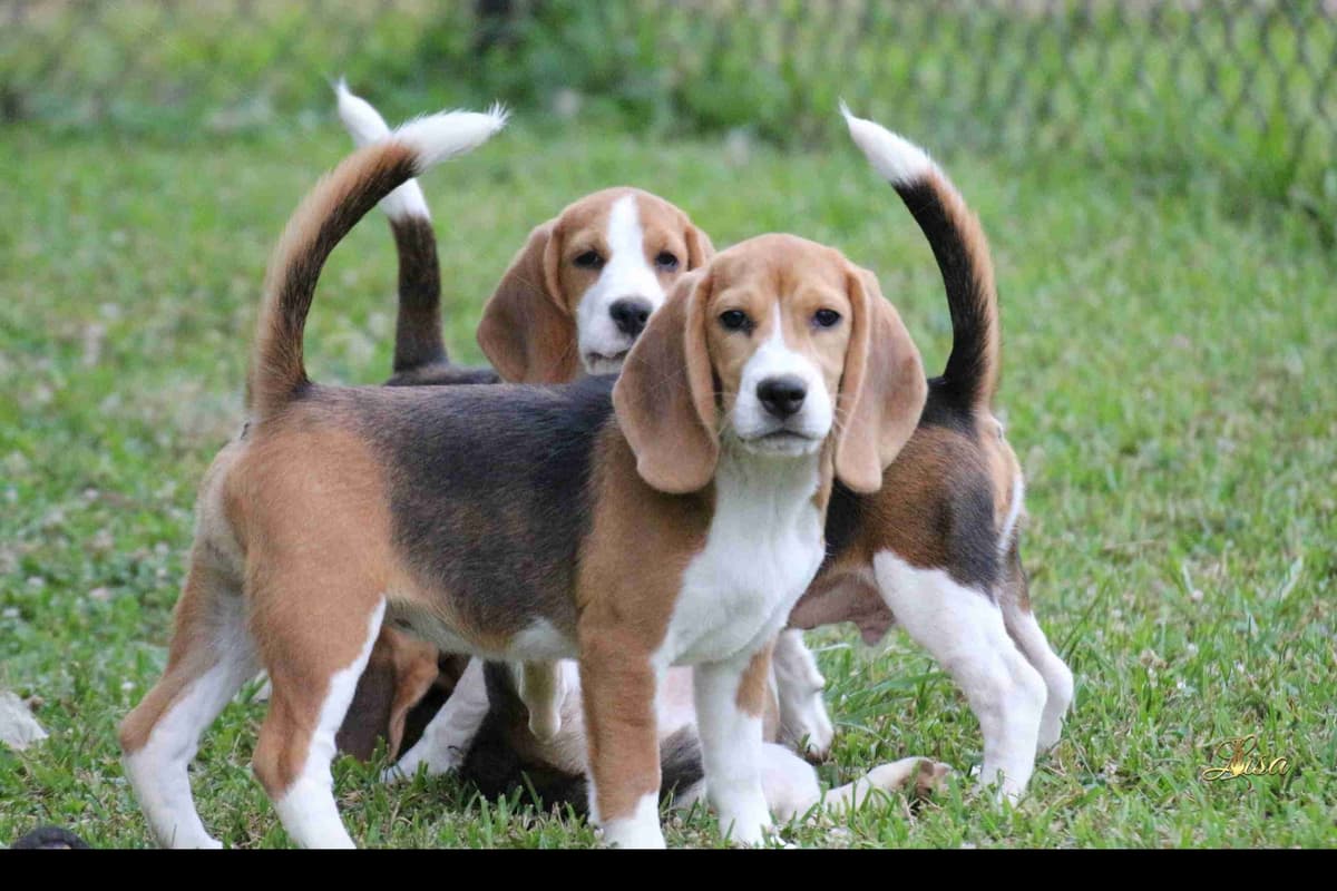 Rhodesian Ridgeback Puppies breeder image 13