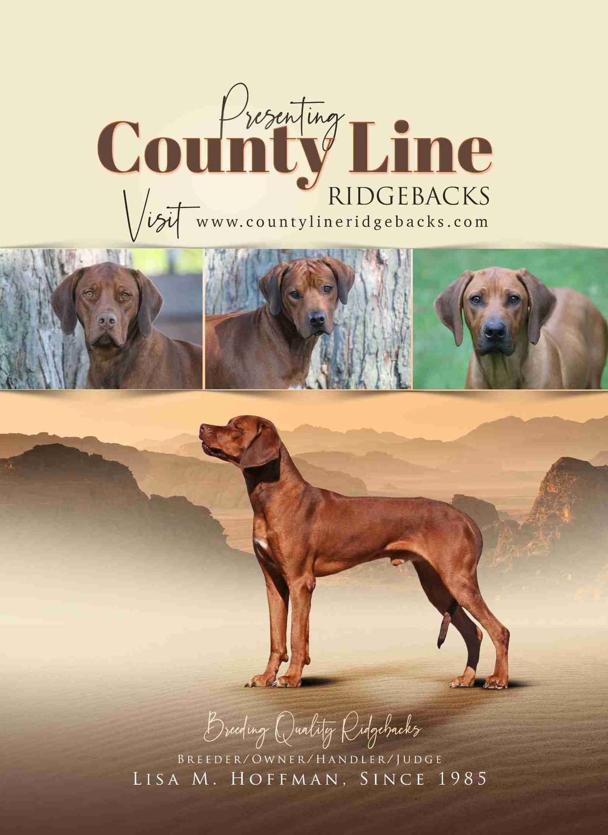 Rhodesian Ridgeback Puppies breeder image 15