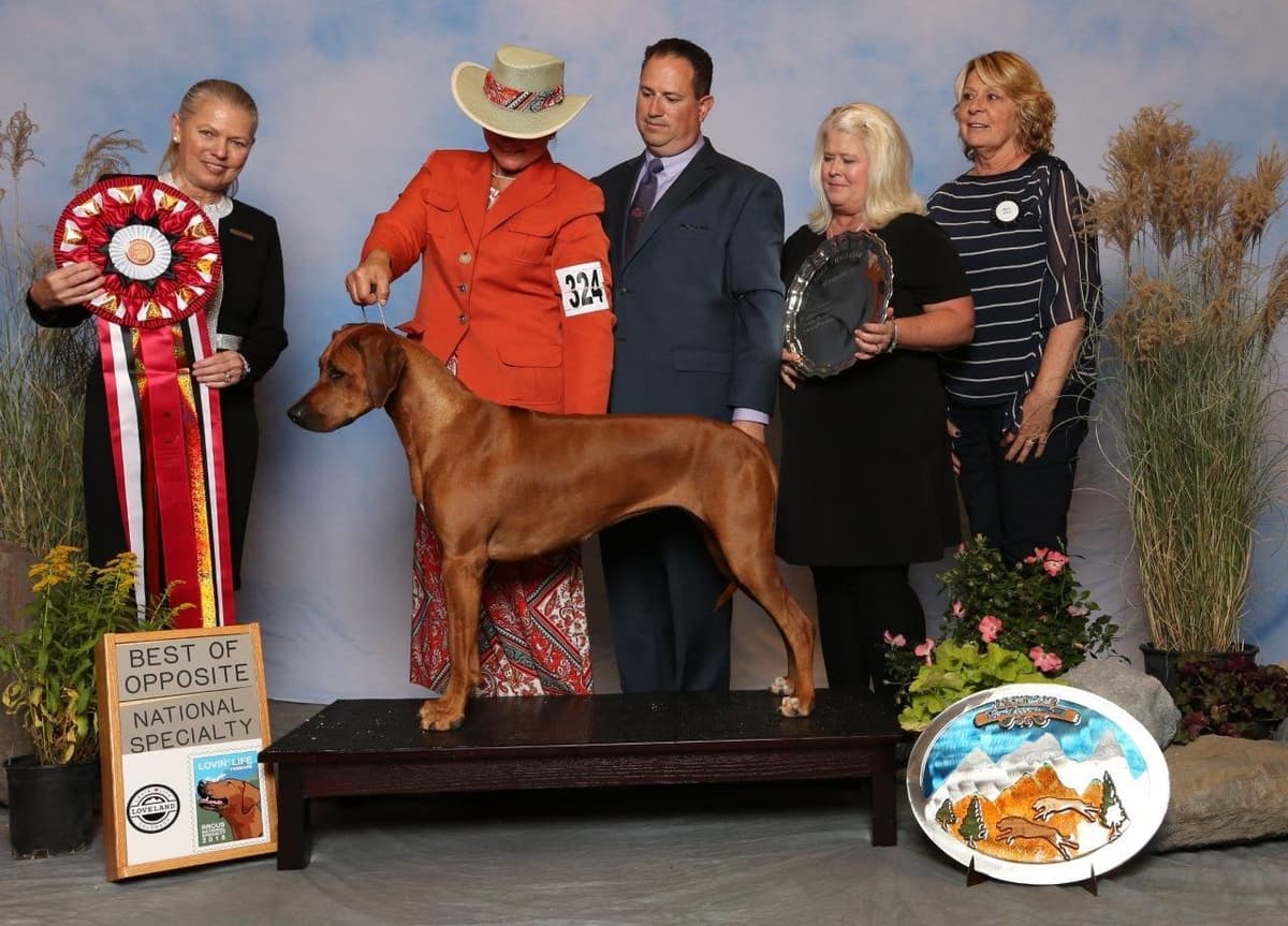 Rhodesian Ridgeback Puppies breeder image 16