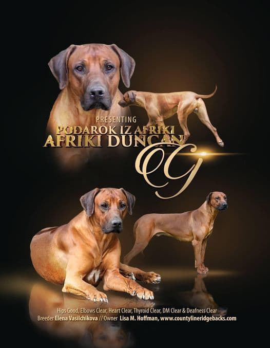 Rhodesian Ridgeback Puppies breeder image 20