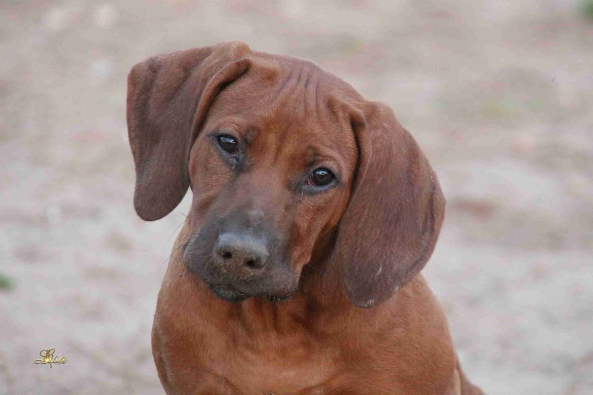 Rhodesian Ridgeback Puppies breeder image 21